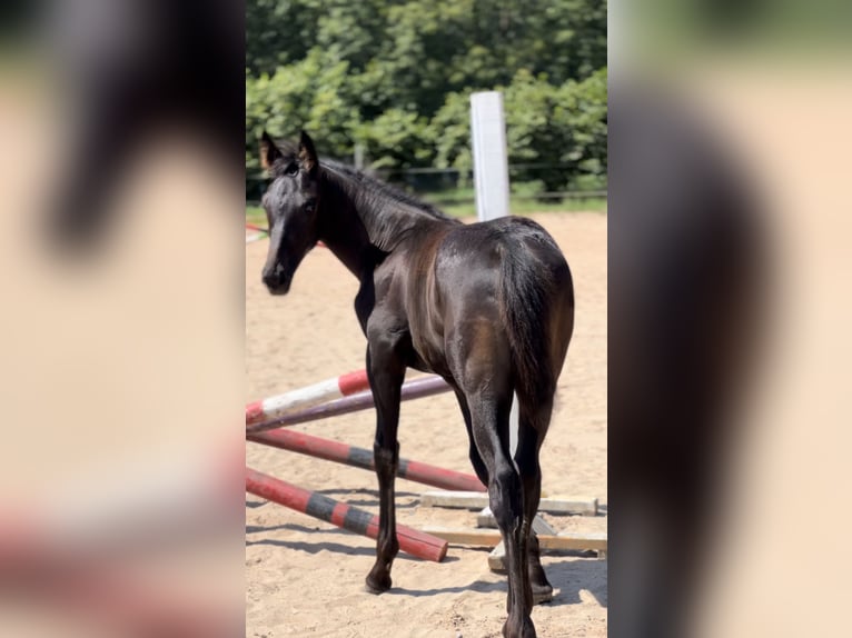 Hannoveraner Stute 4 Jahre 162 cm Rappe in Krak&#xF3;w