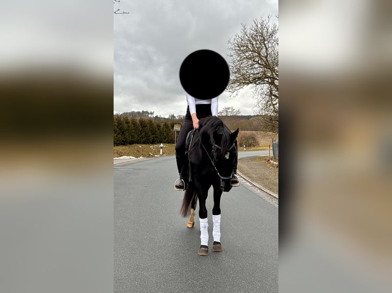 Hannoveraner Stute 4 Jahre 162 cm Rappe in Trautskirchen