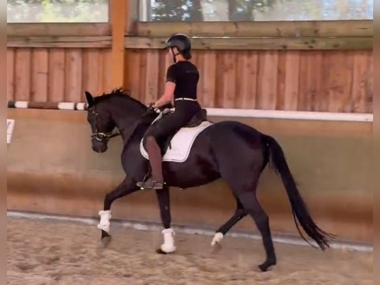 Hannoveraner Stute 4 Jahre 162 cm Schwarzbrauner in Nettetal