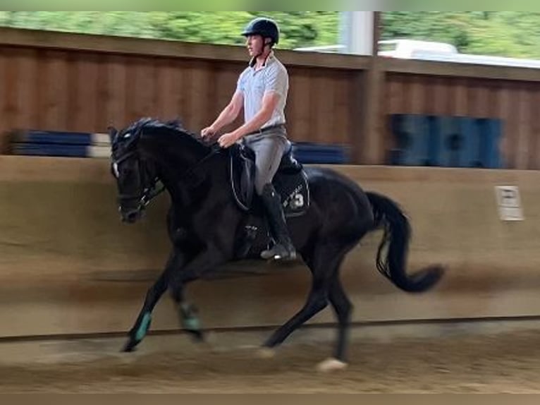 Hannoveraner Stute 4 Jahre 162 cm Schwarzbrauner in Nettetal