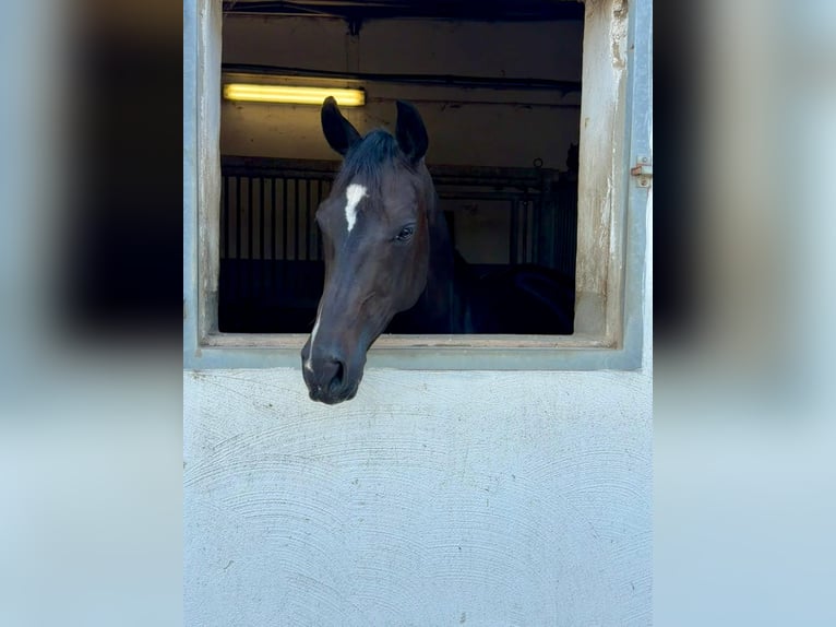 Hannoveraner Stute 4 Jahre 162 cm Schwarzbrauner in Nettetal