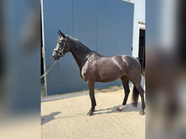 Hannoveraner Stute 4 Jahre 162 cm Schwarzbrauner in Nettetal