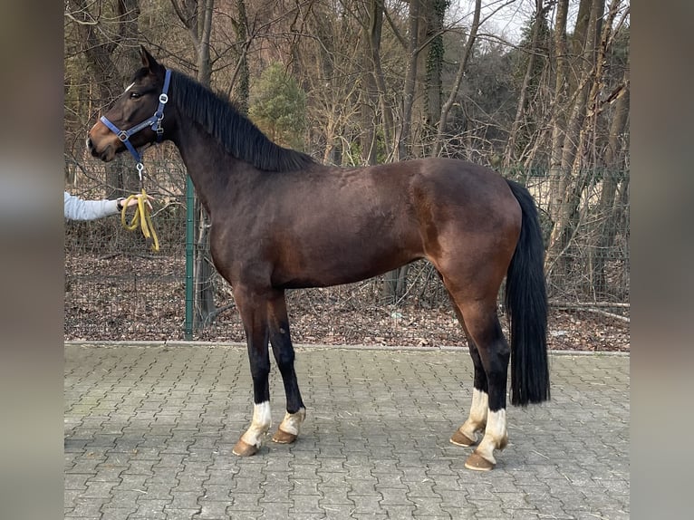 Hannoveraner Stute 4 Jahre 163 cm Brauner in Verl