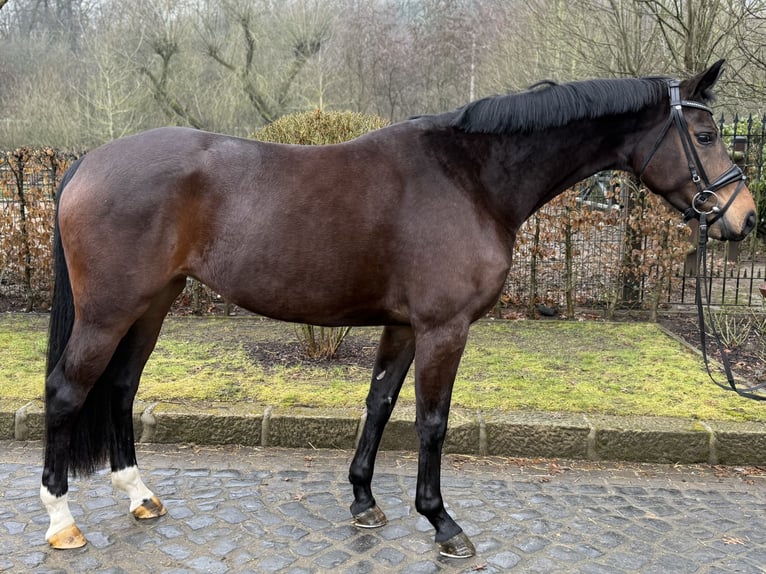 Hannoveraner Stute 4 Jahre 163 cm Brauner in Kronberg im Taunus