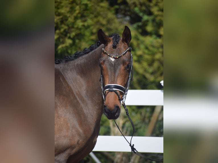 Hannoveraner Stute 4 Jahre 163 cm Brauner in Dätgen