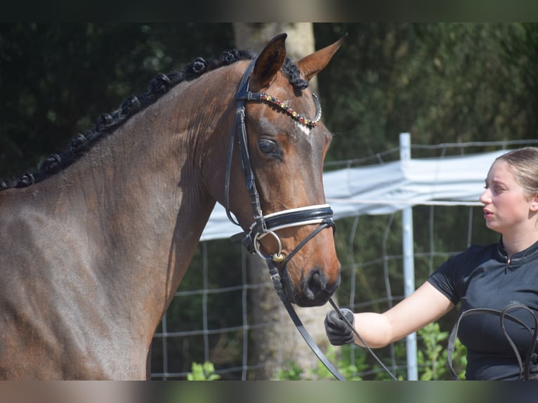 Hannoveraner Stute 4 Jahre 163 cm Brauner in Dätgen