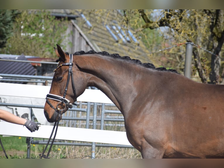 Hannoveraner Stute 4 Jahre 163 cm Brauner in Dätgen