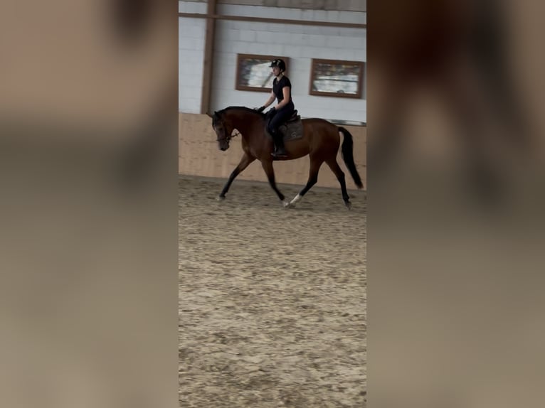 Hannoveraner Stute 4 Jahre 163 cm Brauner in Hannoversch MündeN