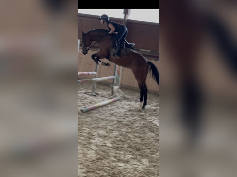 Hannoveraner Stute 4 Jahre 163 cm Brauner in Hannoversch MündeN