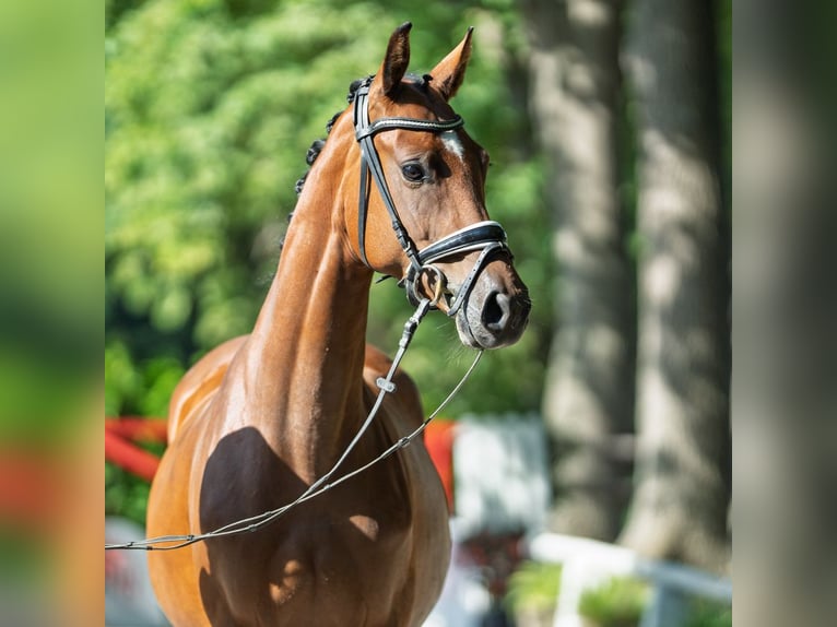 Hannoveraner Stute 4 Jahre 163 cm Brauner in M&#xFC;nster-Handorf