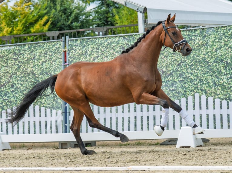 Hannoveraner Stute 4 Jahre 163 cm Brauner in M&#xFC;nster-Handorf