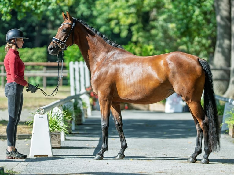Hannoveraner Stute 4 Jahre 163 cm Brauner in M&#xFC;nster-Handorf