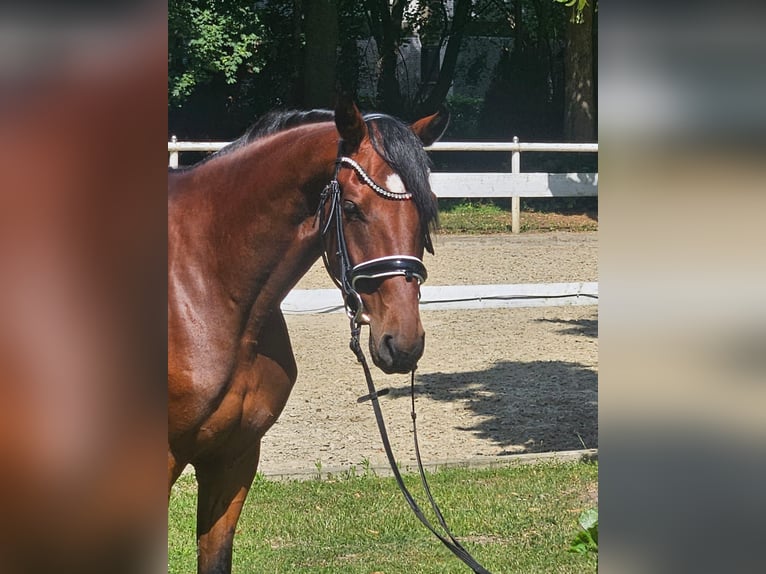 Hannoveraner Stute 4 Jahre 163 cm Dunkelbrauner in Hamm