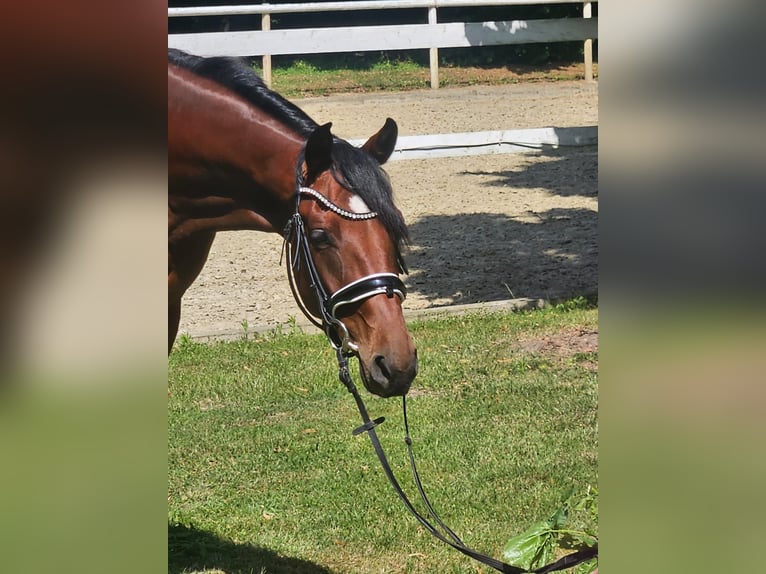 Hannoveraner Stute 4 Jahre 163 cm Dunkelbrauner in Hamm