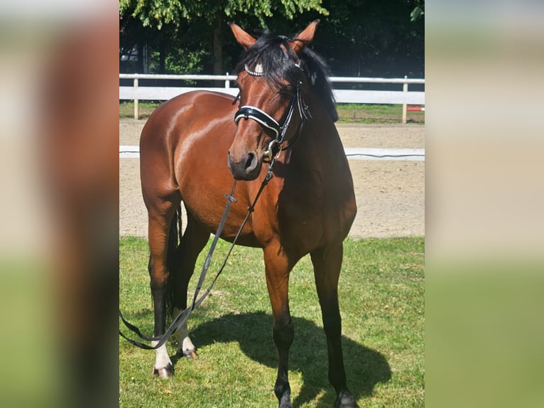Hannoveraner Stute 4 Jahre 163 cm Dunkelbrauner in Hamm