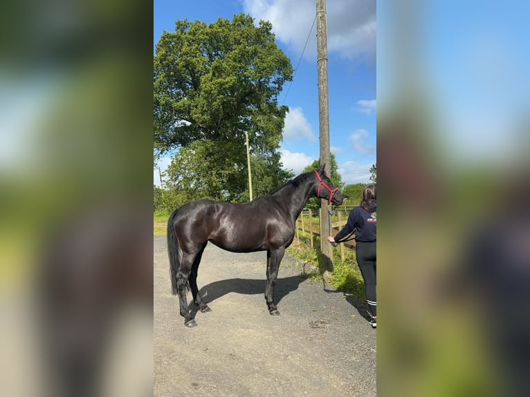Hannoveraner Stute 4 Jahre 163 cm Dunkelbrauner in Nordrhein‑Westfalen, Germany