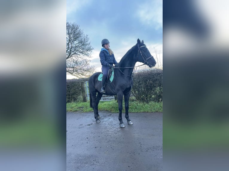 Hannoveraner Stute 4 Jahre 163 cm Dunkelbrauner in Nordrhein‑Westfalen, Germany