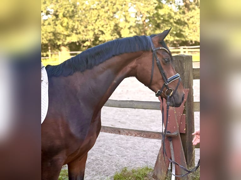 Hannoveraner Stute 4 Jahre 163 cm Dunkelbrauner in Kirchlinteln