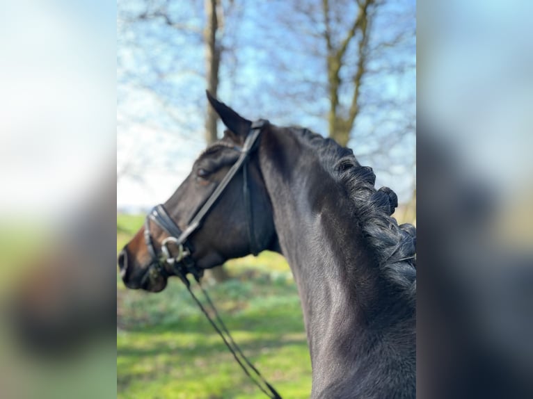 Hannoveraner Stute 4 Jahre 163 cm Dunkelbrauner in Neuenkirchen-Vörden