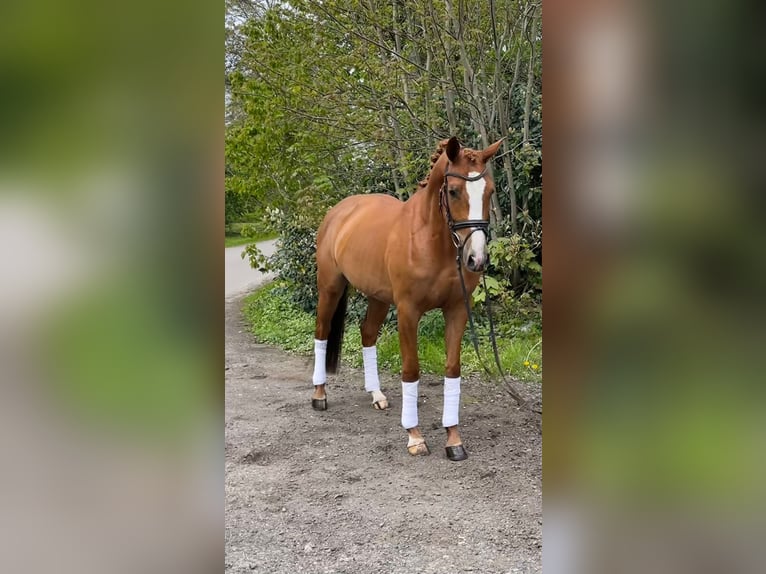 Hannoveraner Stute 4 Jahre 163 cm Dunkelfuchs in Hamm