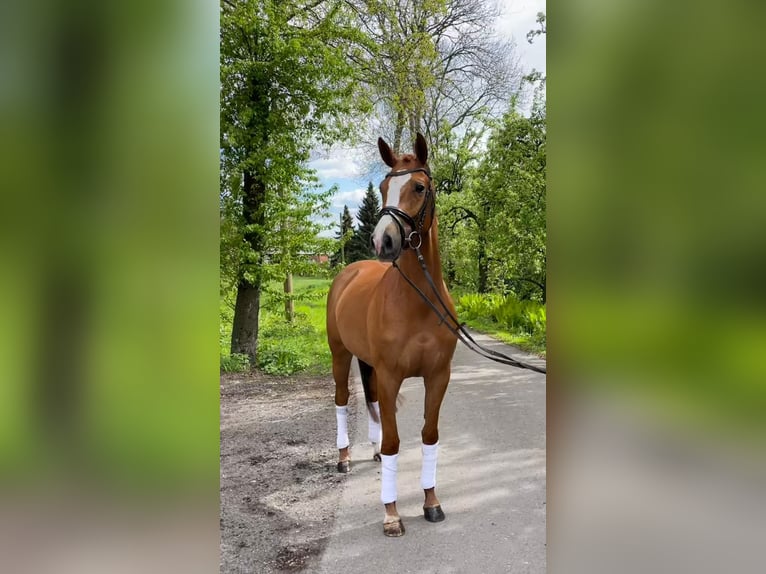 Hannoveraner Stute 4 Jahre 163 cm Dunkelfuchs in Hamm