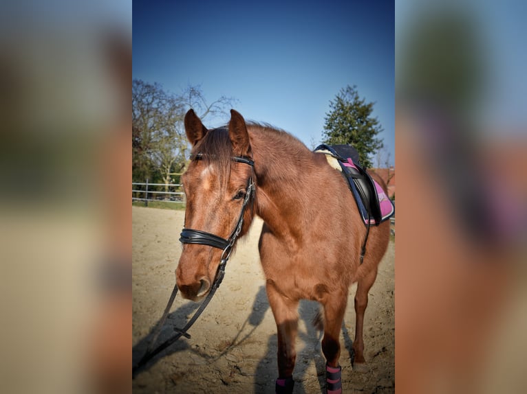 Hannoveraner Stute 4 Jahre 163 cm Dunkelfuchs in Esterwegen