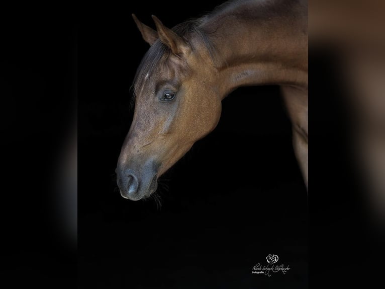 Hannoveraner Stute 4 Jahre 163 cm Dunkelfuchs in Esterwegen