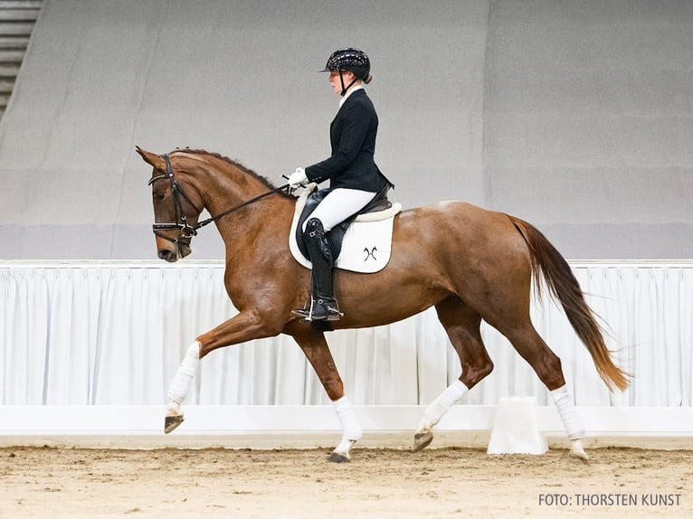 Hannoveraner Stute 4 Jahre 163 cm Fuchs in Verden