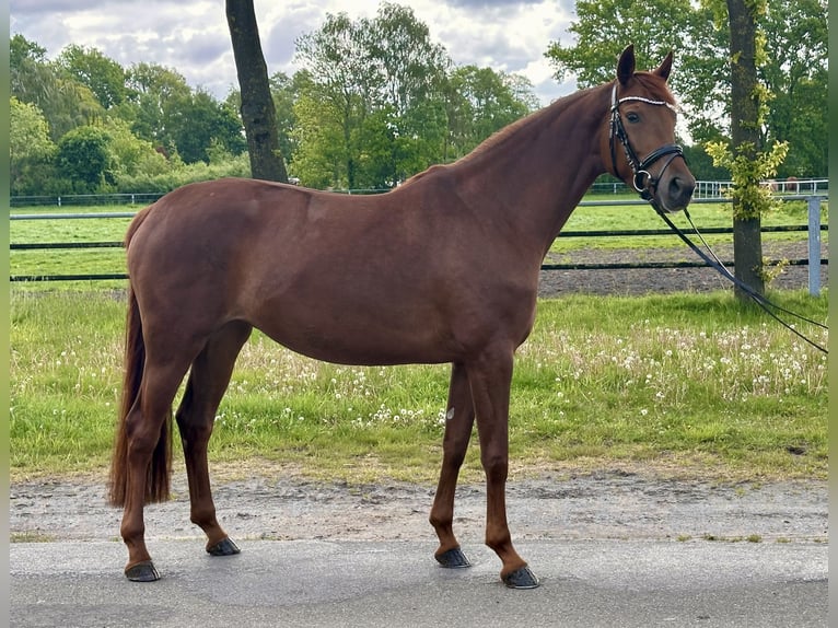 Hannoveraner Stute 4 Jahre 163 cm Fuchs in Wettrup