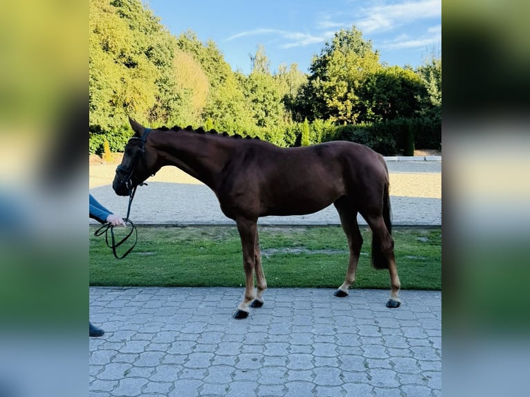 Hannoveraner Stute 4 Jahre 163 cm Fuchs in Nienburg (Weser)