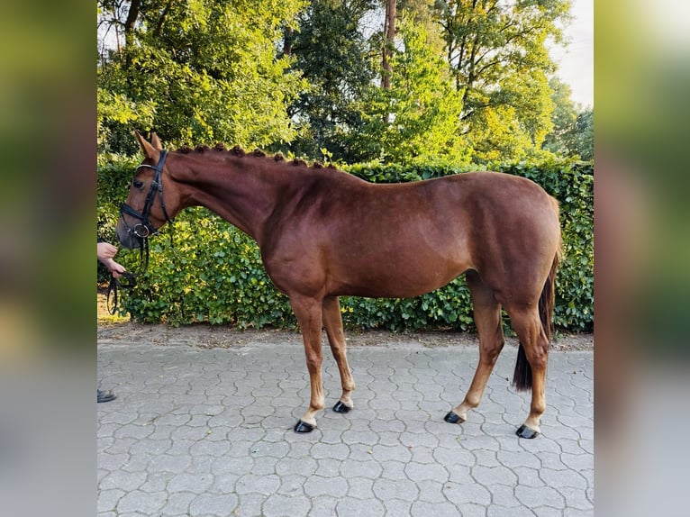 Hannoveraner Stute 4 Jahre 163 cm Fuchs in Nienburg (Weser)