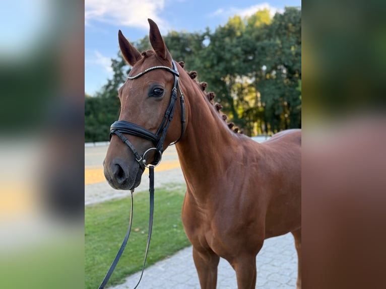 Hannoveraner Stute 4 Jahre 163 cm Fuchs in Nienburg (Weser)
