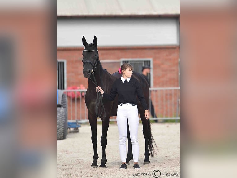 Hannoveraner Stute 4 Jahre 163 cm Rappe in Krak&#xF3;w