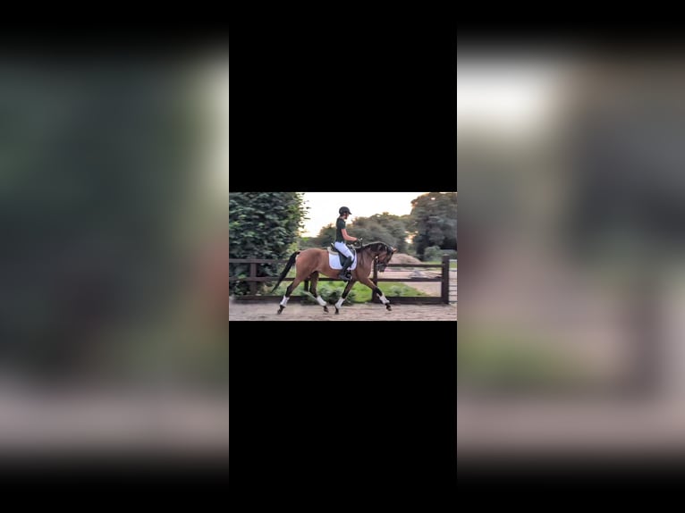 Hannoveraner Stute 4 Jahre 163 cm Rotbrauner in Norfolk