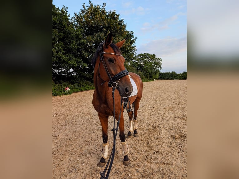 Hannoveraner Stute 4 Jahre 163 cm Rotbrauner in Norfolk
