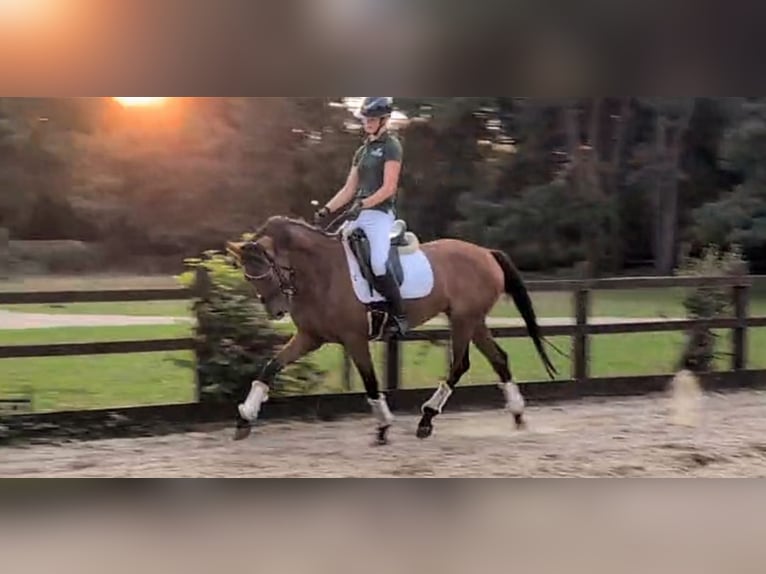 Hannoveraner Stute 4 Jahre 163 cm Rotbrauner in Norfolk