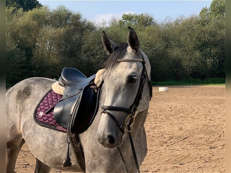 Hannoveraner Stute 4 Jahre 163 cm Schimmel in Verden (Aller)