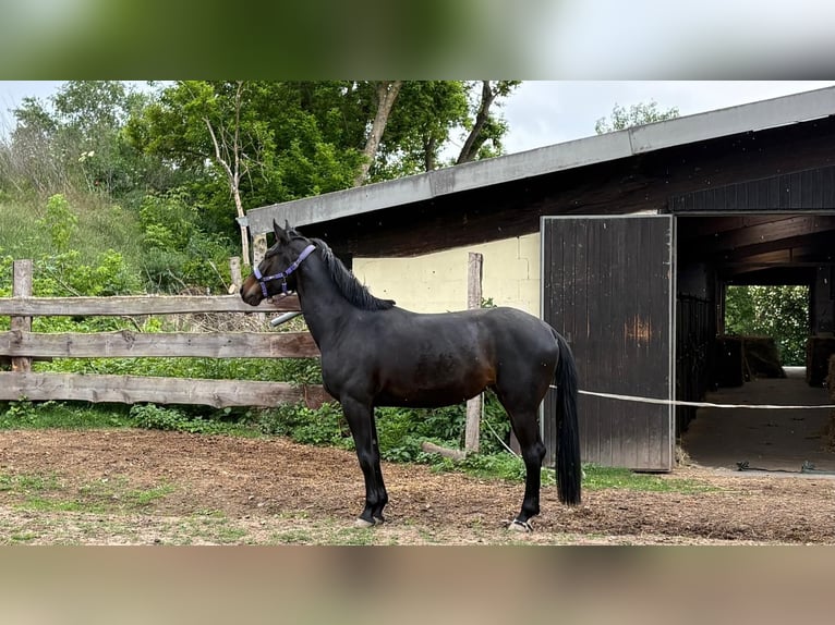Hannoveraner Stute 4 Jahre 163 cm Schwarzbrauner in Quedlinburg