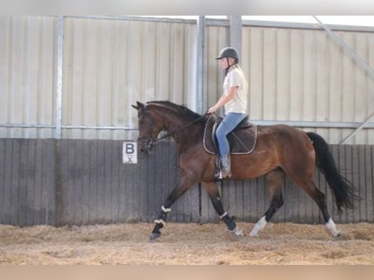 Hannoveraner Stute 4 Jahre 164 cm Brauner in Löhnberg