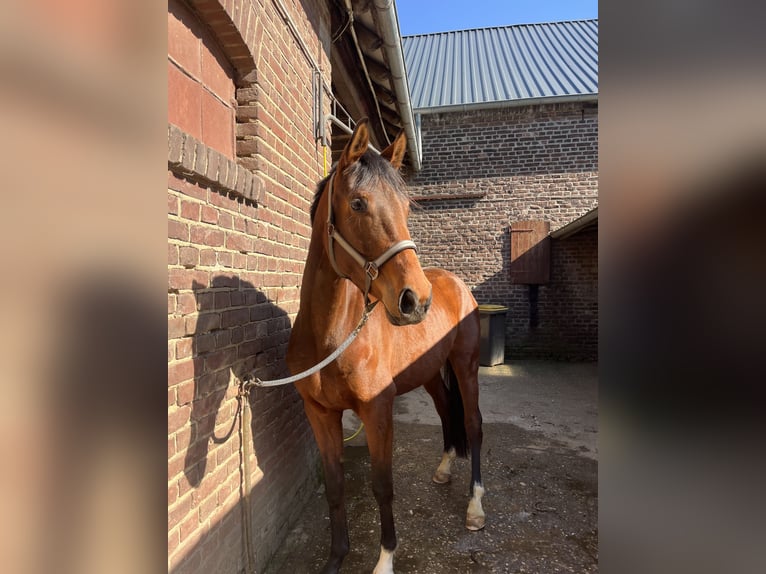 Hannoveraner Stute 4 Jahre 164 cm Brauner in Rheurdt