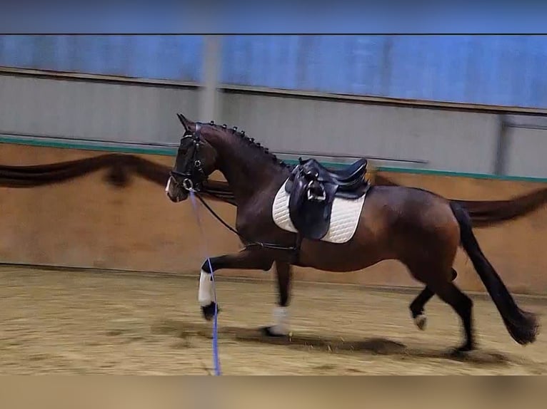 Hannoveraner Stute 4 Jahre 164 cm Brauner in Brackenheim
