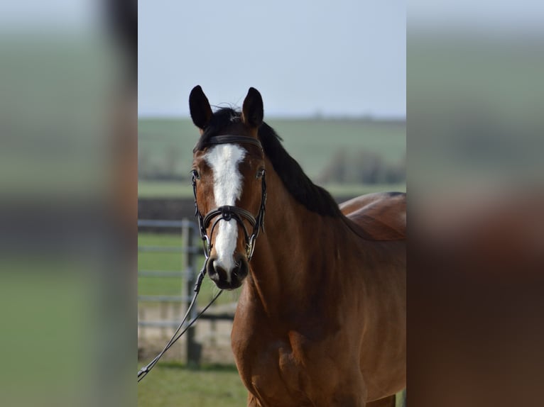 Hannoveraner Stute 4 Jahre 164 cm Brauner in Oettingen in Bayern