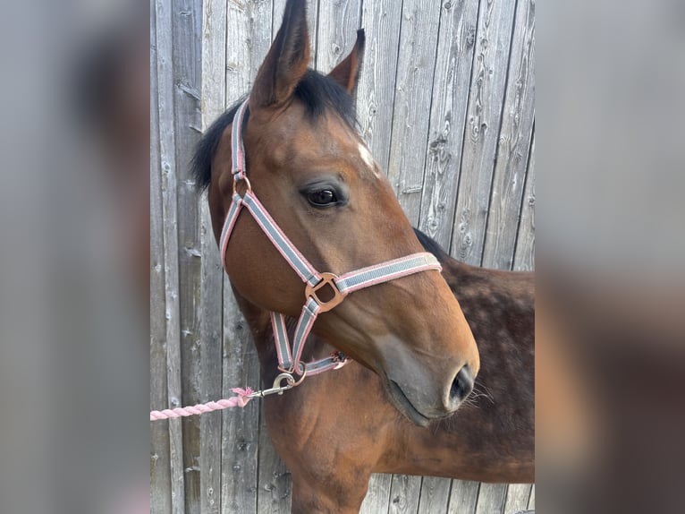 Hannoveraner Stute 4 Jahre 164 cm Brauner in Zell am Moos