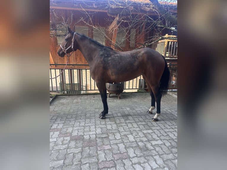 Hannoveraner Stute 4 Jahre 164 cm Brauner in Zell am Moos