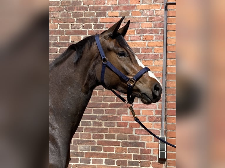 Hannoveraner Stute 4 Jahre 164 cm Brauner in Eickeloh