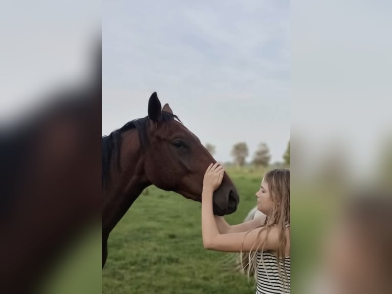 Hannoveraner Stute 4 Jahre 164 cm Brauner in Westerholt