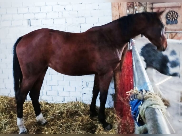 Hannoveraner Stute 4 Jahre 164 cm Brauner in Westerholt
