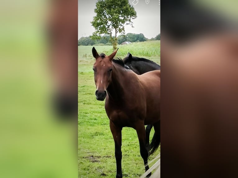 Hannoveraner Stute 4 Jahre 164 cm Brauner in Westerholt