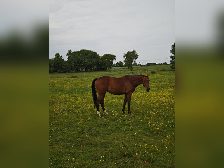Hannoveraner Stute 4 Jahre 164 cm Brauner in Westerholt