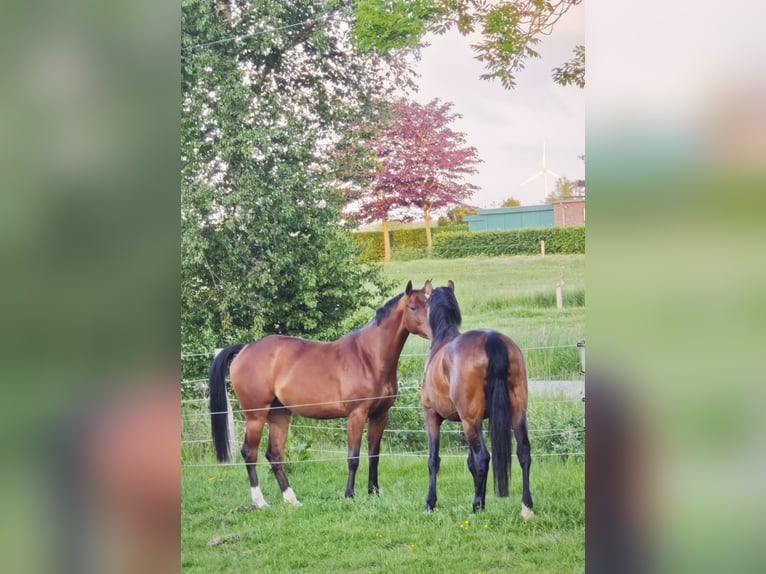 Hannoveraner Stute 4 Jahre 164 cm Brauner in Westerholt